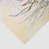 ペーターラビット（玉ねぎ）ティッシュペーパー 薄葉紙 (詳細)