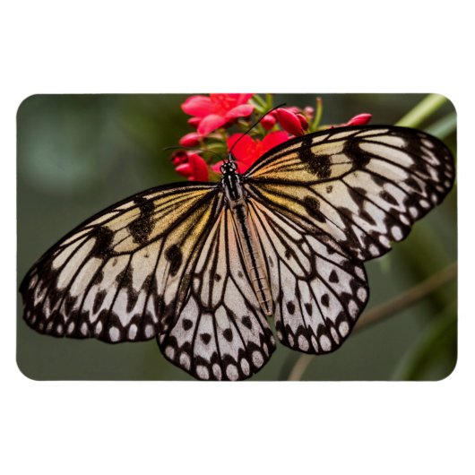 ペーパーキートチョウ マグネット (横)