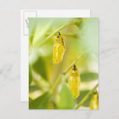 ペーパー凧の蝶、沖縄の繭 ポストカード (正面/裏面)