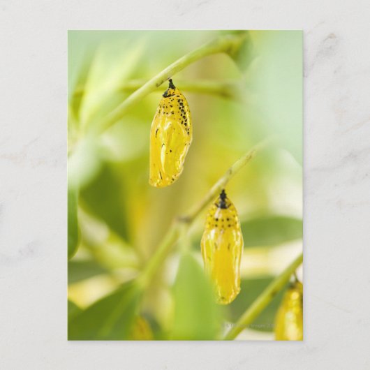 ペーパー凧の蝶、沖縄の繭 ポストカード (正面)