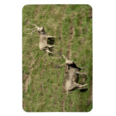 ペール・デイヴィッドの鹿 マグネット (縦)