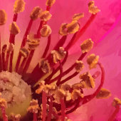 ペ感じンバラ キャンバスプリント