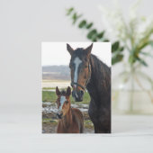 ホアルポストカード付き馬 ポストカード (スタンド正面)