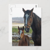 ホアルポストカード付き馬 ポストカード (正面/裏面)