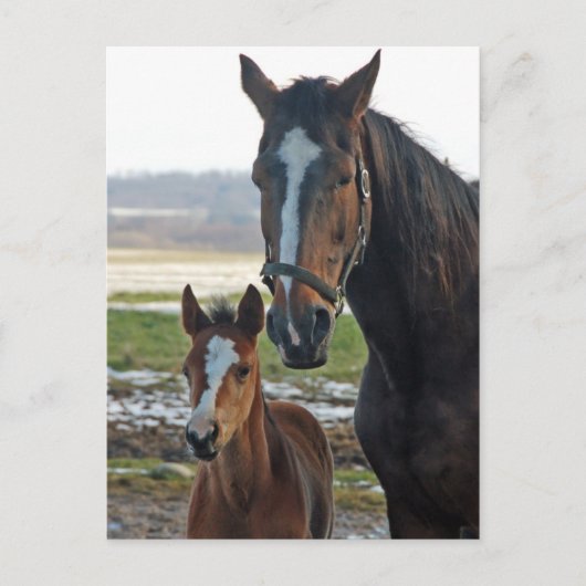 ホアルポストカード付き馬 ポストカード (正面)