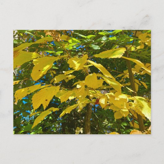 ホイッチャーハゼル葉書 ポストカード (正面)