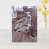 ホイッペット犬 カード (黄色い花)
