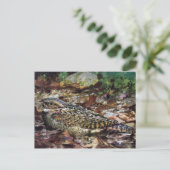 ホイッポーウィル ポストカード (スタンド正面)