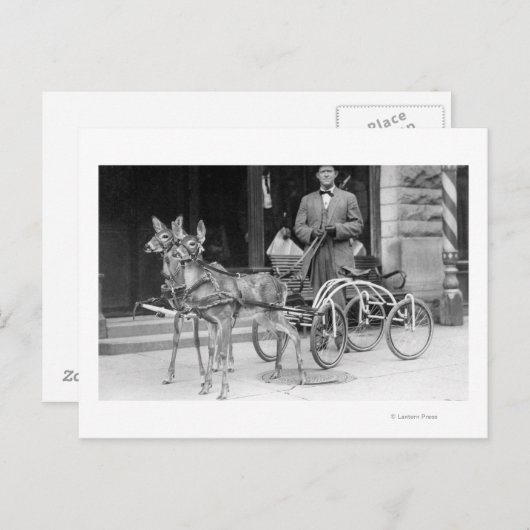 ホイールで奇妙なそりに引かれる訓練を受けた鹿 ポストカード (正面/裏面)