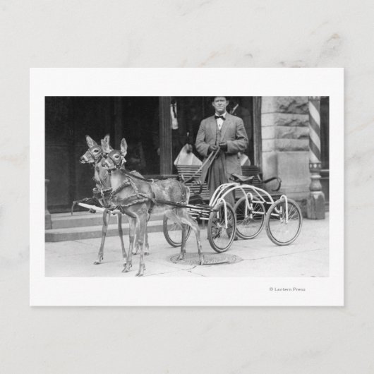 ホイールで奇妙なそりに引かれる訓練を受けた鹿 ポストカード (正面)