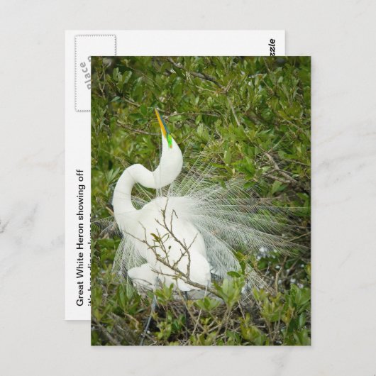 ホイ素晴らしトヘロンのポーズ写真 ポストカード (正面/裏面)