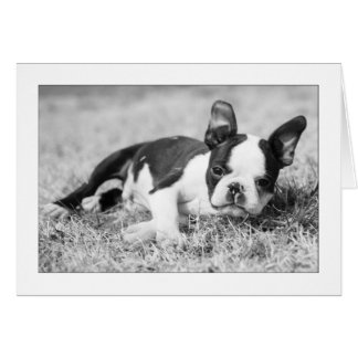 ホウィー・イン・ザ・グラス