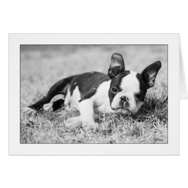 ホウィー・イン・ザ・グラス (正面横)