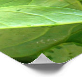 ホウレンソウ ポスター (角)