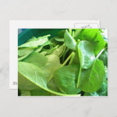 ホウレンソウ ポストカード (正面/裏面)