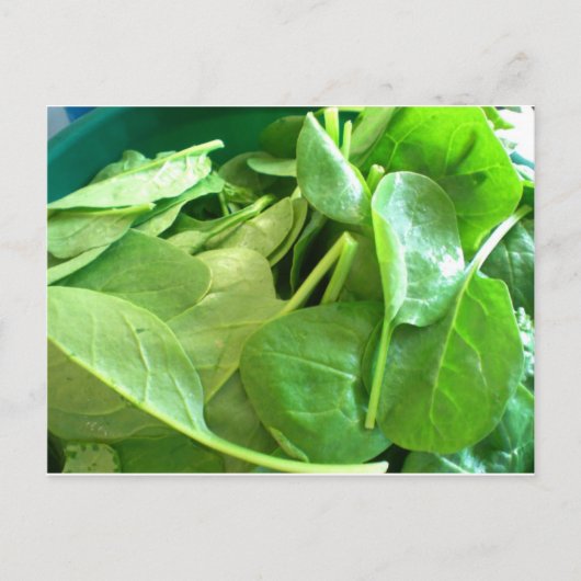 ホウレンソウ ポストカード (正面)