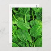 ホウレンソウ ポストカード (正面/裏面)