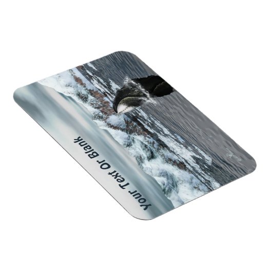 ホエクジラ マグネット (右側)