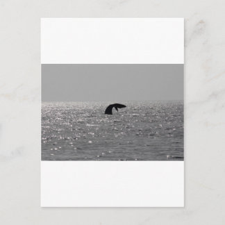 ホエールウォッチング – ミザンライトクジラプリント ポストカード