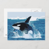 ホエールオルカ水動物海海魚の平和愛 ポストカード (正面/裏面)