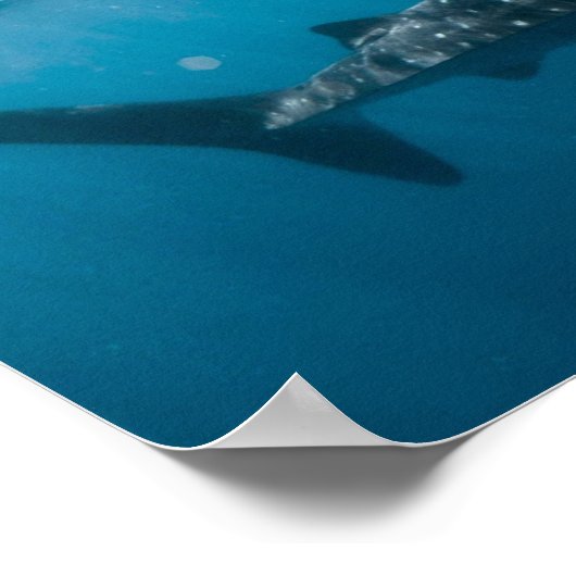 ホエールシャーク自然写真海中世界 ポスター (角)