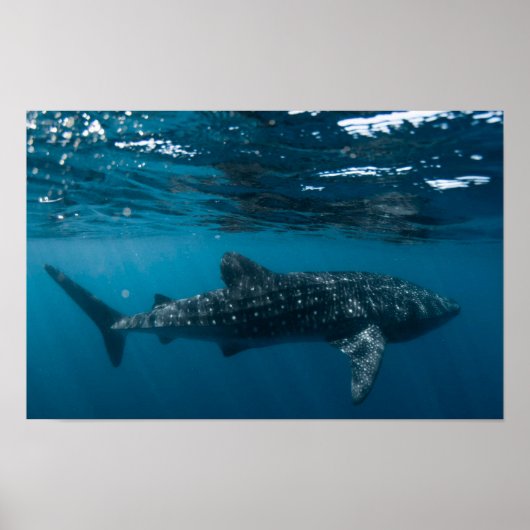 ホエールシャーク自然写真海中世界 ポスター (正面)
