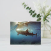 ホエールシャーク食べ物を与えズ ポストカード (スタンド正面)