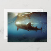 ホエールシャーク食べ物を与えズ ポストカード (正面/裏面)