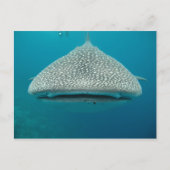ホエールシャーク、フロントビュー、顔 ポストカード (正面)