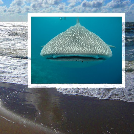 ホエールシャーク、フロントビュー、顔 ポストカード