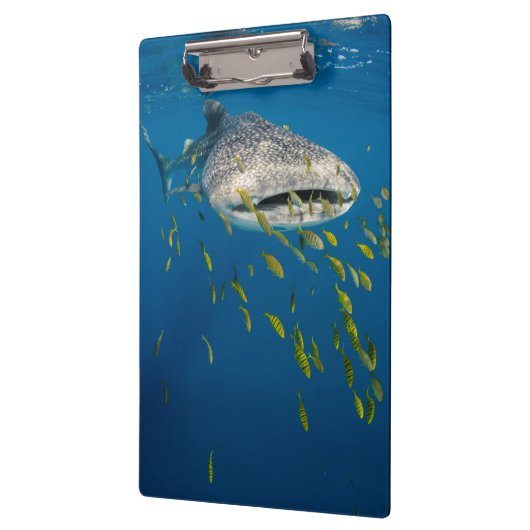 ホエールシャーク(魚と一緒),インドネシア クリップボード (左)