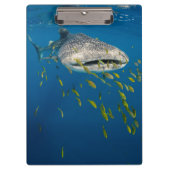 ホエールシャーク(魚と一緒),インドネシア クリップボード (正面)
