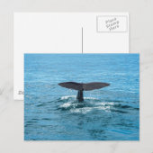ホエールフィン ポストカード (正面/裏面)
