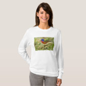ホオアカアメリカホオジロ Tシャツ (正面フル)