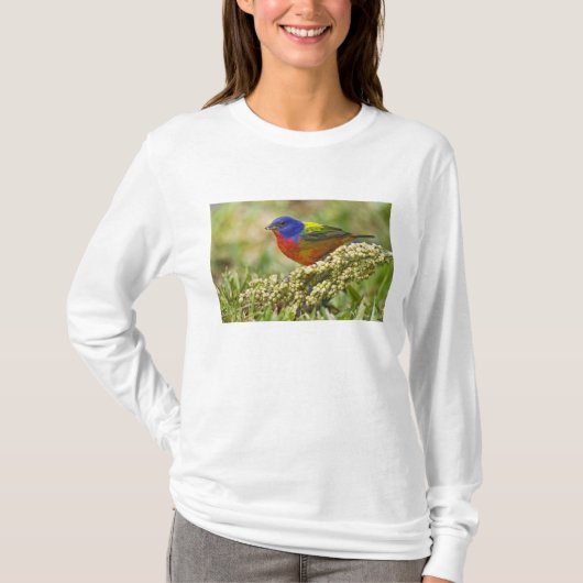 ホオアカアメリカホオジロ Tシャツ (正面)