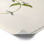 ホオウズキ ポスター (角)