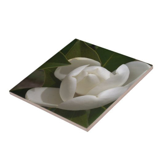 ホオオノキ タイル (側面)