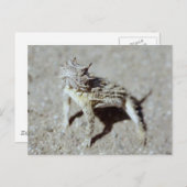 ホオズキ ポストカード (正面/裏面)