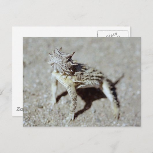 ホオズキ ポストカード (正面/裏面)