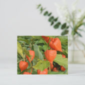 ホオズキ (Physalis alkekengi) ポストカード (スタンド正面)