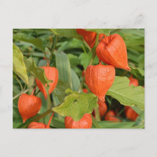 ホオズキ (Physalis alkekengi) ポストカード (正面)