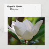 ホオノキの花が咲く ポストカード (正面/裏面)