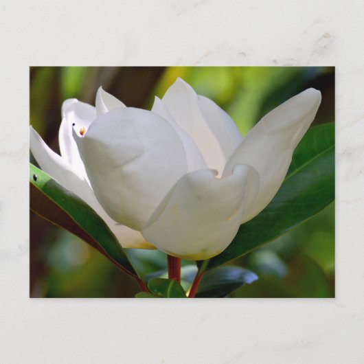 ホオノキの花が咲く ポストカード (正面)