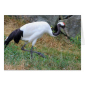 ホオノキ (正面横)