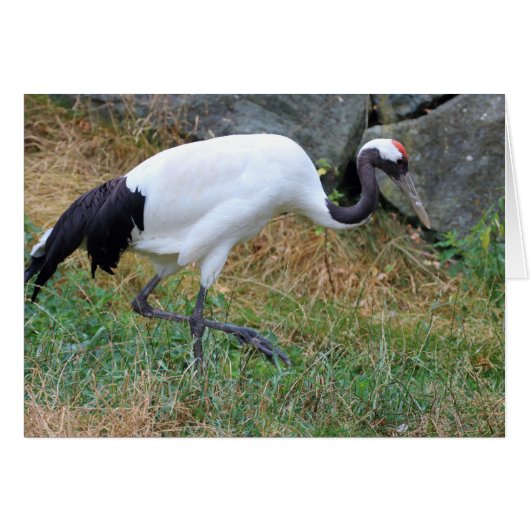 ホオノキ (正面横)