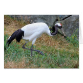 ホオノキ (正面横)