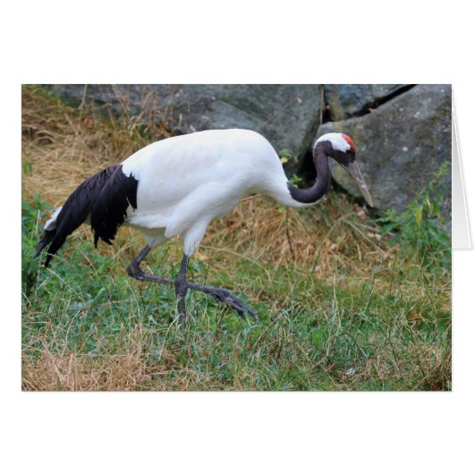 ホオノキ (正面横)