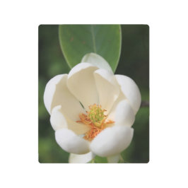 ホオノキ メタルプリント