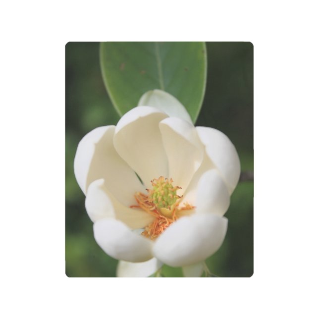 ホオノキ メタルプリント (正面)