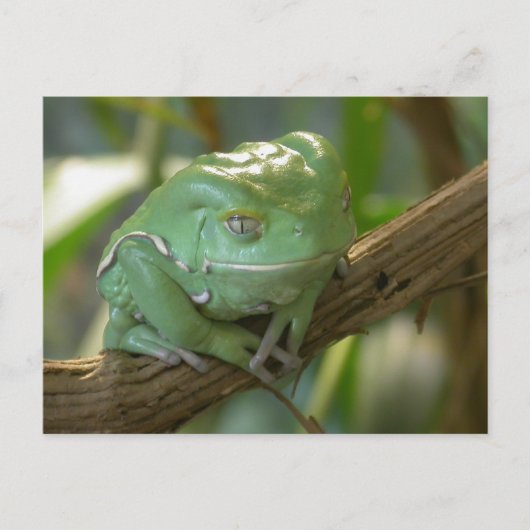 ホオメツバ ポストカード (正面)